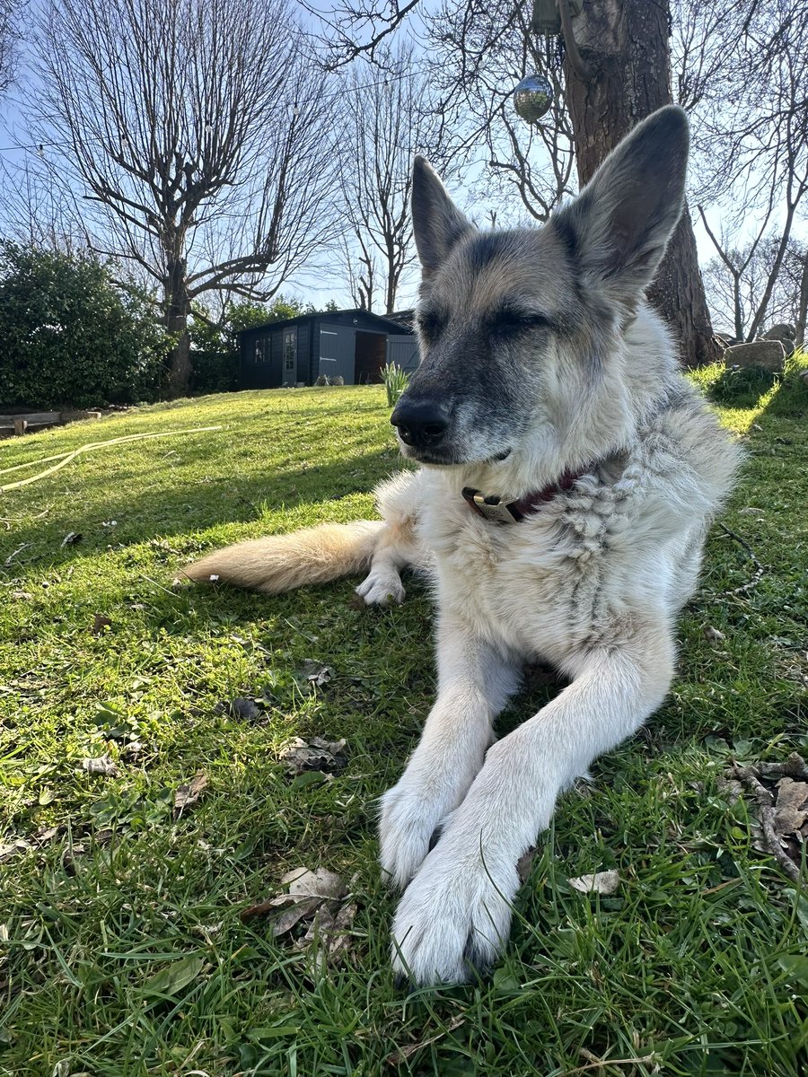 today I lost my beautiful girl Delilah - she was the most gentle and beautiful dog; I shared almost half my life with her. It’s so hard to imagine living without her now, I’ll truly love her forever. 

I miss you already ‘Lilah.