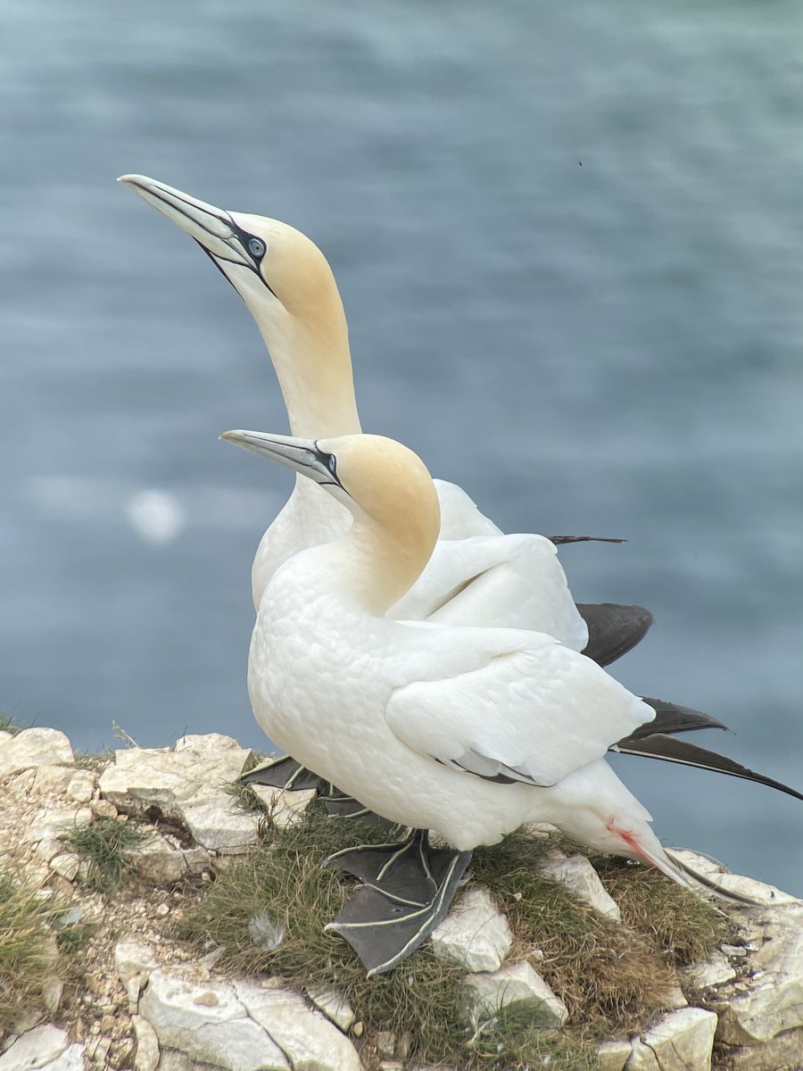 After twitching the Ortolan bunting and seeing honey buzzards we headed to the brilliant <a href="/Bempton_Cliffs/">RSPB Bempton Cliffs</a> for some close views of seabirds <a href="/OneOClockGun/">Justin</a>