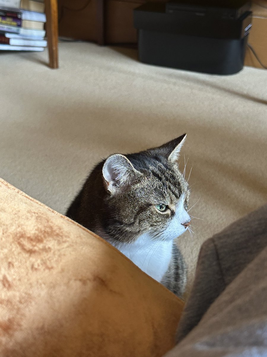 Someone’s popped up after her nap in my office 😼