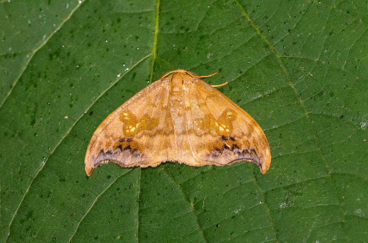 Scarce Hooktip - Wye Valley 22/06/25 - a total of 3 arriving from 2-4am today.  A really stunning moth and one that I'd wanted to see for a long time: