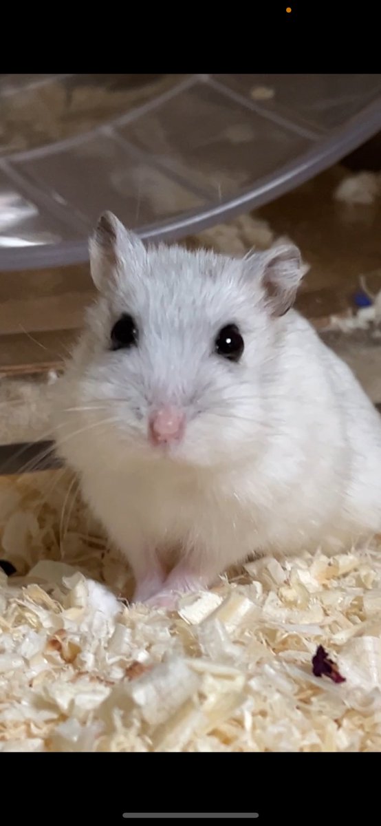 노기 (@uia_ze) on Twitter photo 