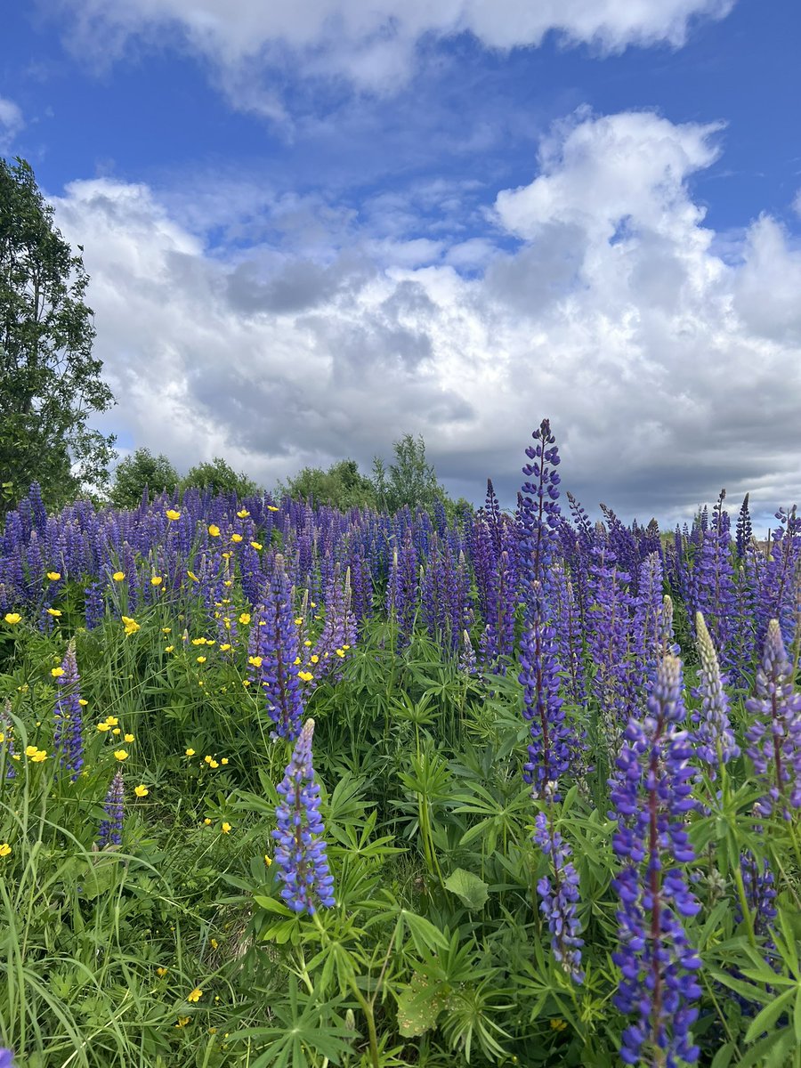 AnglyRun's tweet photo. Sunday long run, peaceful views 🌿
River reflections &amp; fields in bloom — can’t ask for more.
Grateful for days like this.
#SundayRun #LongRun #NatureLovers #RunningViews #RunnerLife https://t.co/I3tRKiLwj0