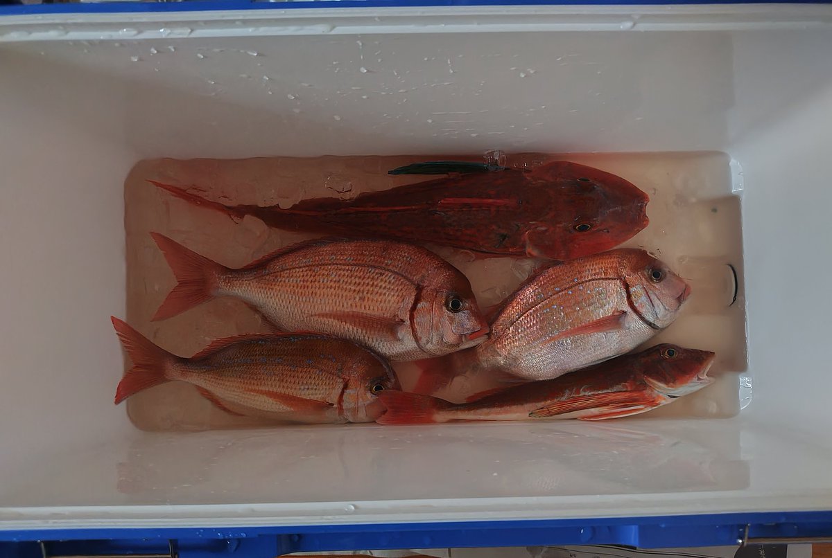 初めての一つテンヤマダイ、本命真鯛は釣れませんでしたが、ハナダイ、ホウボウが釣れて楽しめました☺️