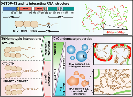 PPPublishing's tweet photo. For insight into the mechanisms and consequences of TDP-43 partitioning into nuclear membraneless organelles, check out this #BiochemSocTrans mini-review from Shelkovnikova et al.https://t.co/eDpsROAj7t https://t.co/T9ApgmEpIs