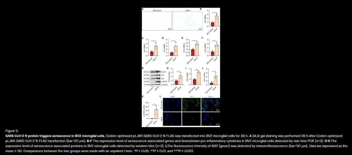 The SARS-CoV-2 nucleocapsid protein induces microglia senescence- mediated cognitive impairment via glycolysis

🔥Though a PREPRINT, this provides significant N-Protein confirmation while debunking again the fervent claims of S-protein damage enthusiasts!

➡️'We observed that N