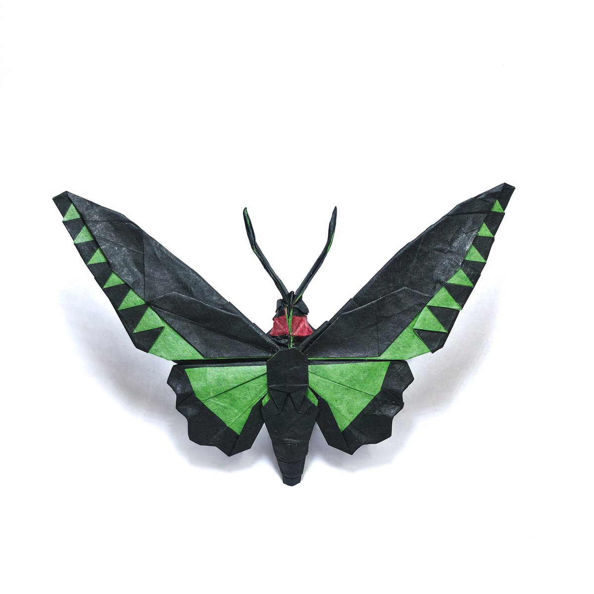 Trogonoptera brookiana
(Rajah Brooke's Birdwing Butterfly)

1 : 1 life size

Designed and folded by me
30x30cm tissue paper+hanji combination

#origami #折り紙 #butterfly #insect