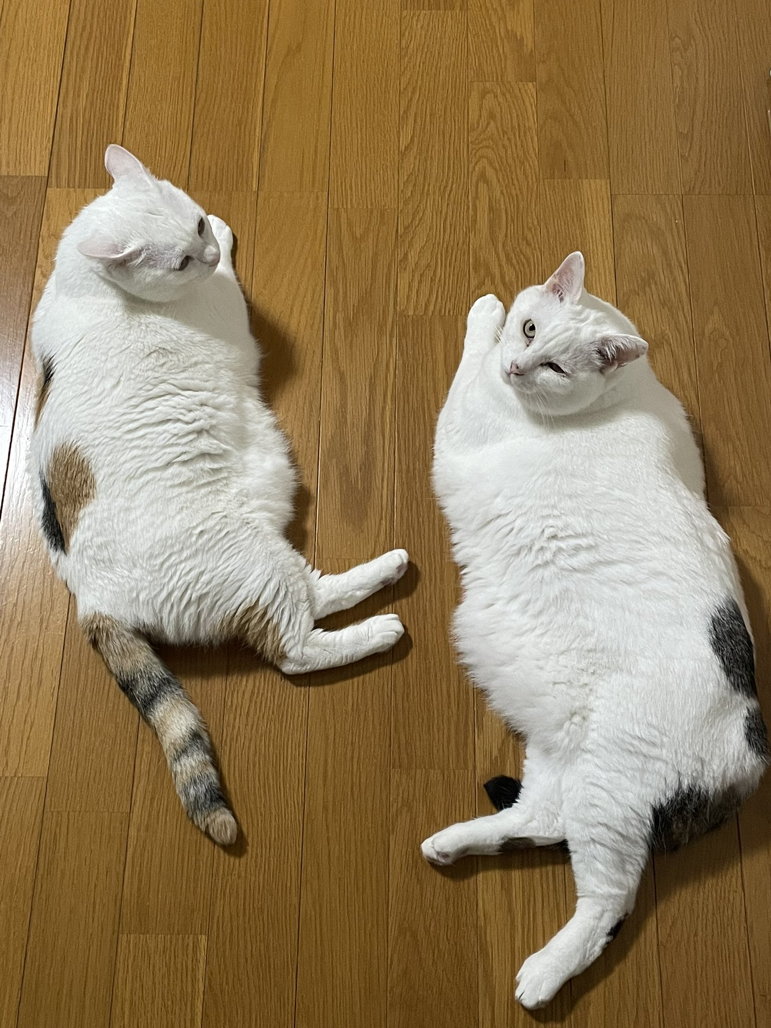 ねこ (@neko_musk) / X
