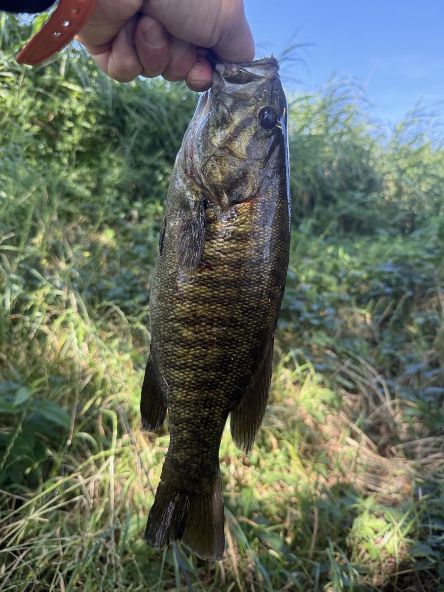 今日の釣果
江戸川にて
36cmキャッチ
バラシ2、推定40と25
全てキャッチできたらな〜😭