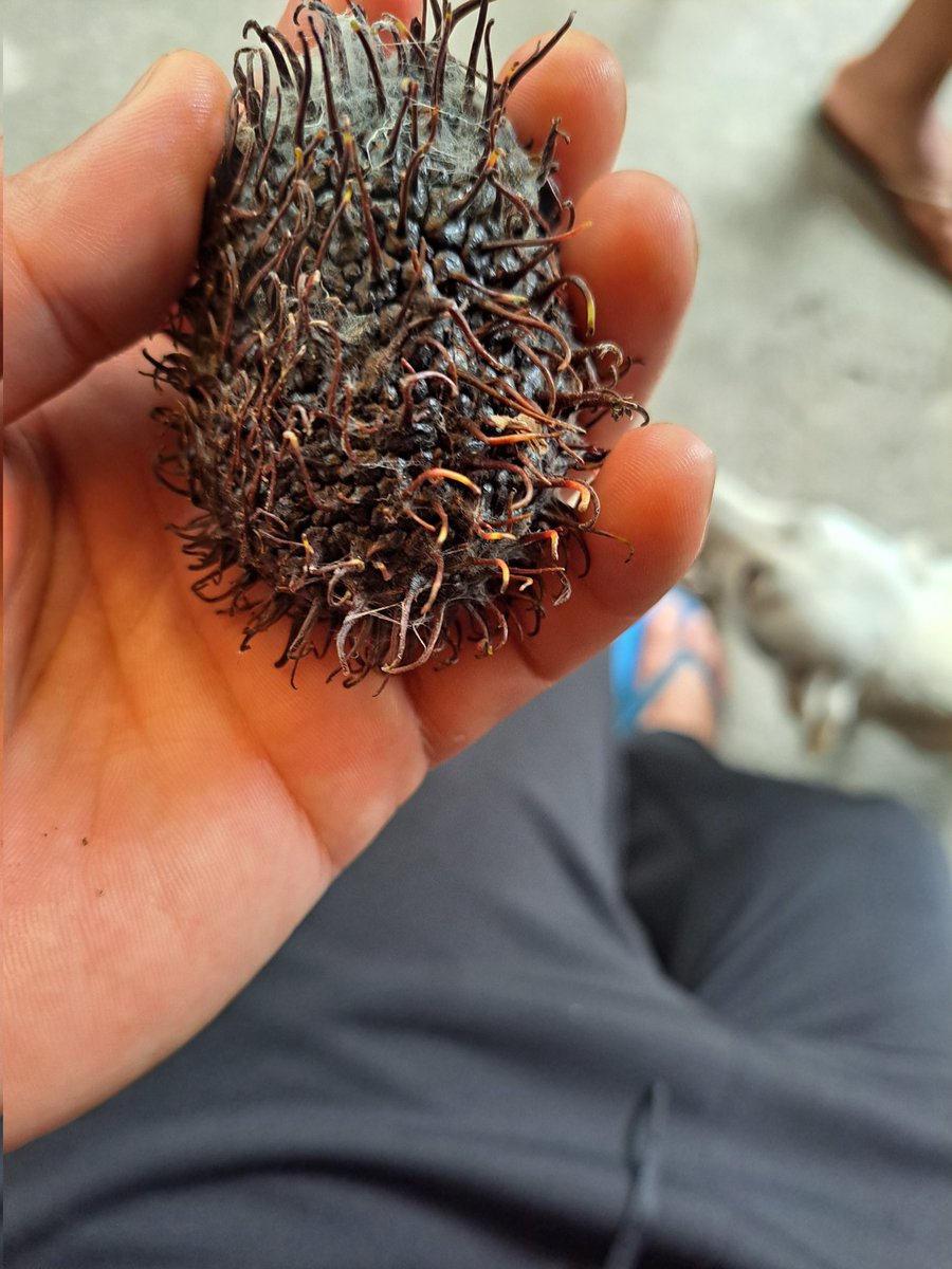 ទុកចោលយូពេកឡើងខ្មៅជាំហើយ
