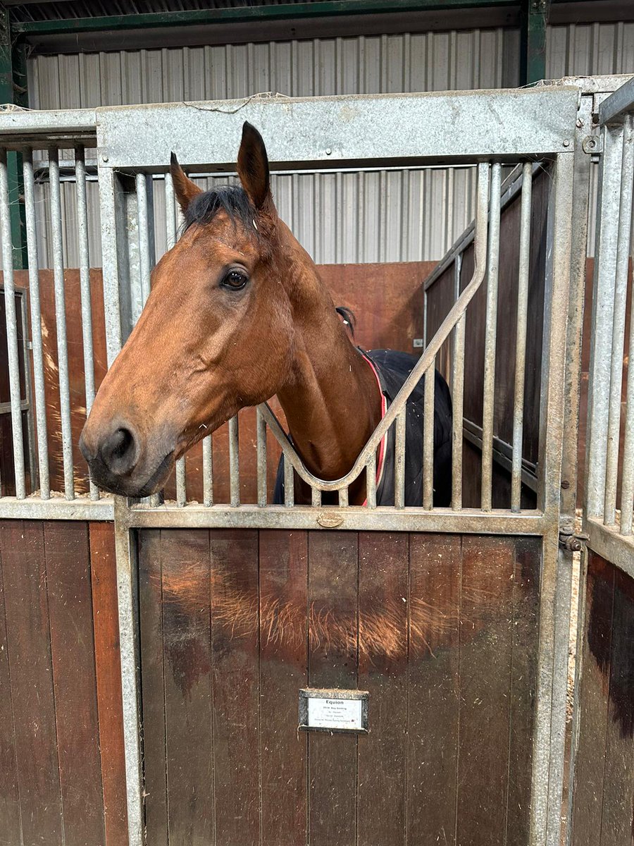 RoyaleRacing1's tweet image. Lease shares available in the ultra consistent Equion. Due back on the racecourse in July. DM for more information. Trained by all weather champion trainer Tony Carroll. Lease shares available from 75 pound a month.