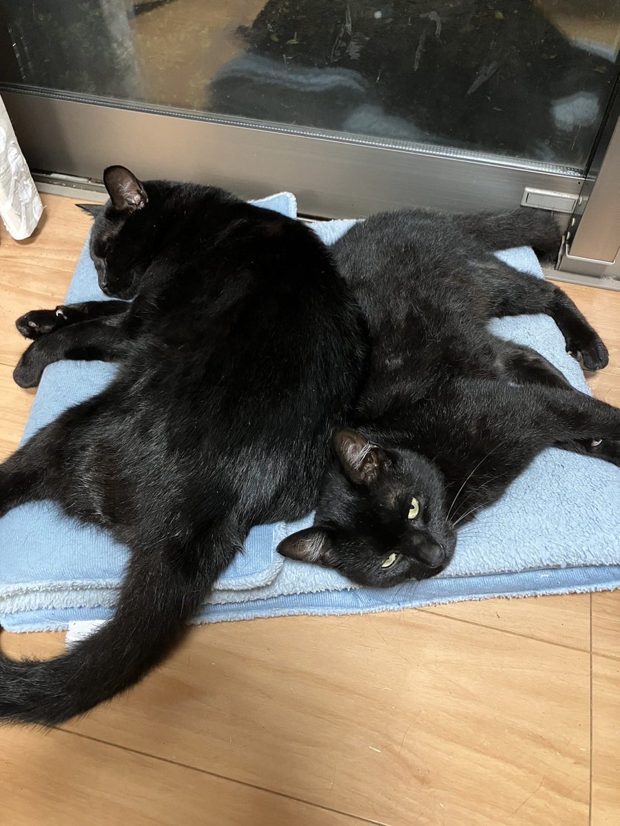 ヨロシク付箋 黒猫: ステーショナリー | ロフトネットストア