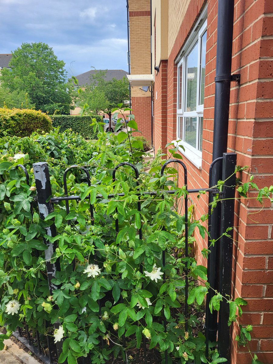 Councillor Alan Mitchell (@cllralanmitch) on Twitter photo Thanks to the folk of Phoenix and Hayden Court in lower Feltham for chats about bins, allotments & housing association issues. All positive!! <a href="/Hinamir1/">Cllr Hina Mir</a> <a href="/MadeehaAsim1/">Cllr Madeeha Asim</a> <a href="/TedWallMacc/">Ted Wall</a> <a href="/tonylouki/">Tony Louki</a> <a href="/MarinaSharma07/">Cllr Marina Sharma π ππΉ</a> <a href="/LBofHounslow/">Hounslow Council</a> Thanks to the folk of Phoenix and Hayden Court in lower Feltham for chats about bins, allotments & housing association issues. All positive!! <a href="/Hinamir1/">Cllr Hina Mir</a> <a href="/MadeehaAsim1/">Cllr Madeeha Asim</a> <a href="/TedWallMacc/">Ted Wall</a> <a href="/tonylouki/">Tony Louki</a> <a href="/MarinaSharma07/">Cllr Marina Sharma π ππΉ</a> <a href="/LBofHounslow/">Hounslow Council</a>