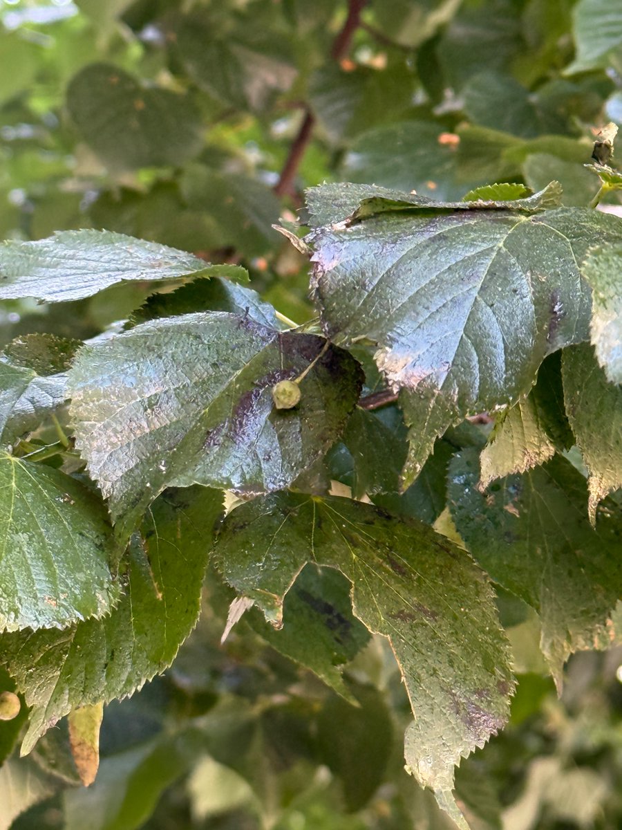 kary Lumbreras tweet media