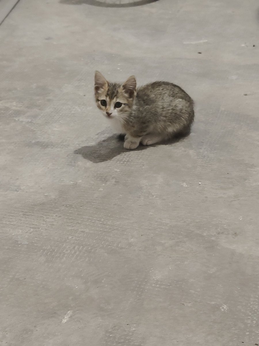 Aggiornamento: 
Siccome hanno trovato un buco nella rete si stavano lanciando sotto alle macchine. Li abbiamo messi in garage.. solo che sono 4. Se qualcuno zona Abruzzo/Bologna/Modena vuole una pulce tigrata basta dirlo e gliela portiamo noi.
