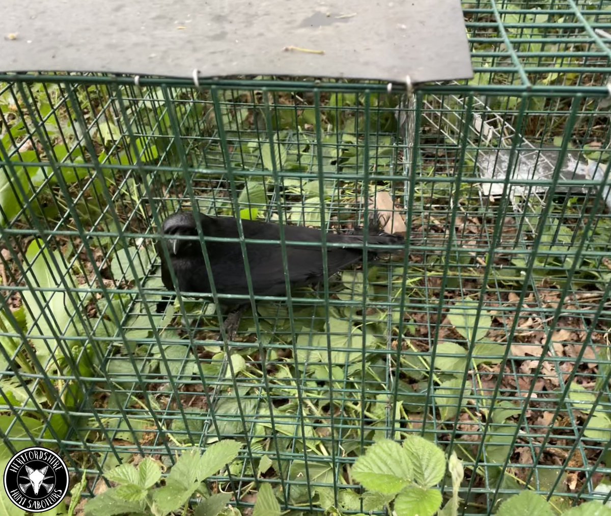 HertsHuntSabs's tweet image. 𝐍𝐎 𝐖𝐀𝐓𝐄𝐑 𝐍𝐎 𝐅𝐎𝐎𝐃 𝐍𝐎 𝐏𝐄𝐑𝐂𝐇 𝐈𝐍 𝐓𝐇𝐄 𝐔𝐊 𝐇𝐄𝐀𝐓𝐖𝐀𝐕𝐄
𝐋𝐀𝐑𝐒𝐄𝐍 𝐓𝐑𝐀𝐏𝐒 𝐁𝐄𝐋𝐎𝐍𝐆 𝐈𝐍 𝐓𝐇𝐄 𝐇𝐈𝐒𝐓𝐎𝐑𝐘 𝐁𝐎𝐎𝐊𝐒
If you want to support us please do here:
ko-fi.com/hhsabs