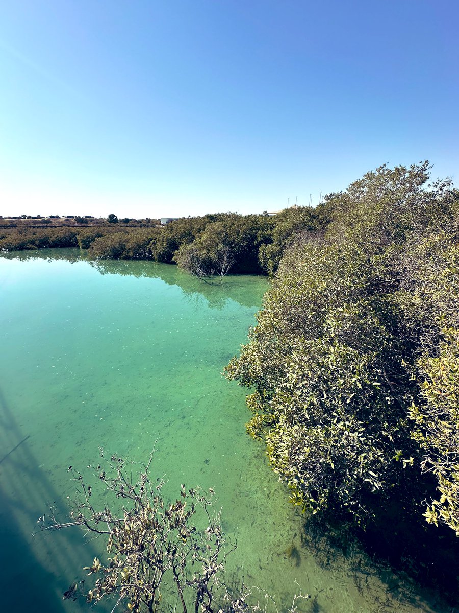 BisdakV's tweet photo. Lush mangrove park at Mirfa in Western Region.
#WesternRegion #Mirfa #AbuDhabj #nature #mangrove https://t.co/Ny0ggOyhXp