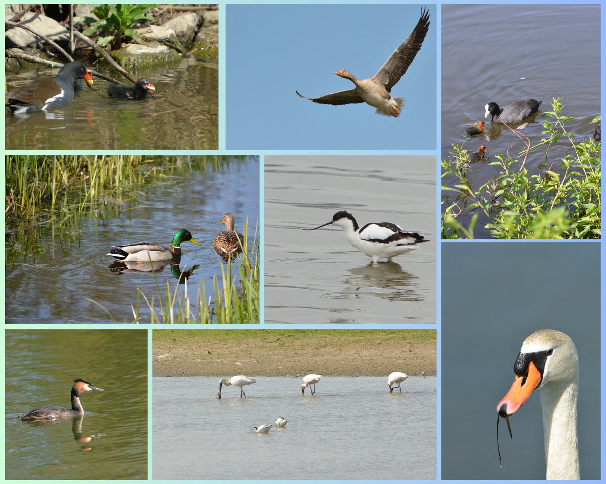 VondeBee's tweet photo. #Junieke_Fotografie #fotochallenge #fotoopdracht met @bkfotobetsy
#dag22 #eigenkeus #watervogels https://t.co/YeNLUFlvrJ