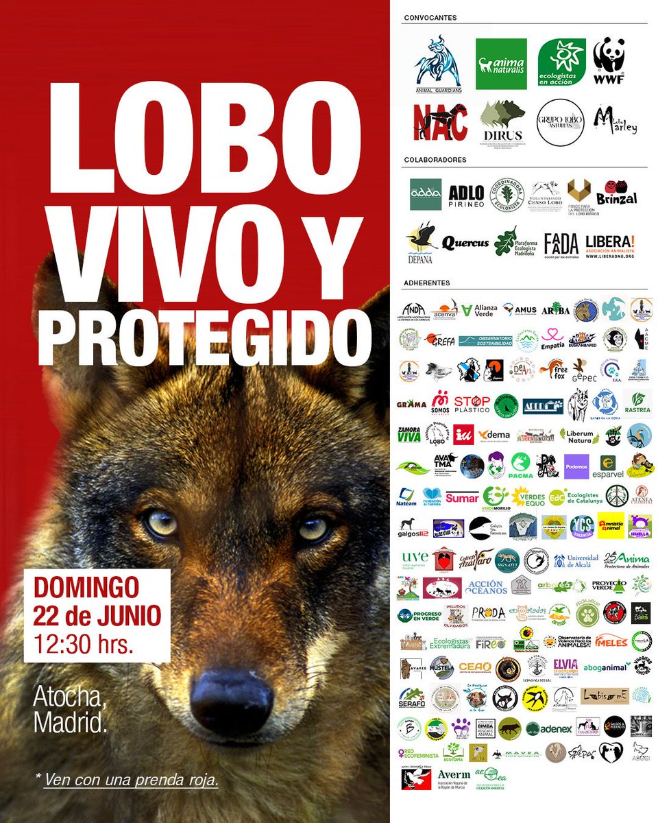 🐺💥 HOY es el día. Salimos a las calles de Madrid para exigir un #LoboVivoyProtegido.
 🚩 12:30 h Atocha.
 💔 Basta de matanzas.
 ❤️ Ven con una prenda roja y defiende la vida del lobo.
 ¡Difunde y únete!
#ManifestaciónLobo