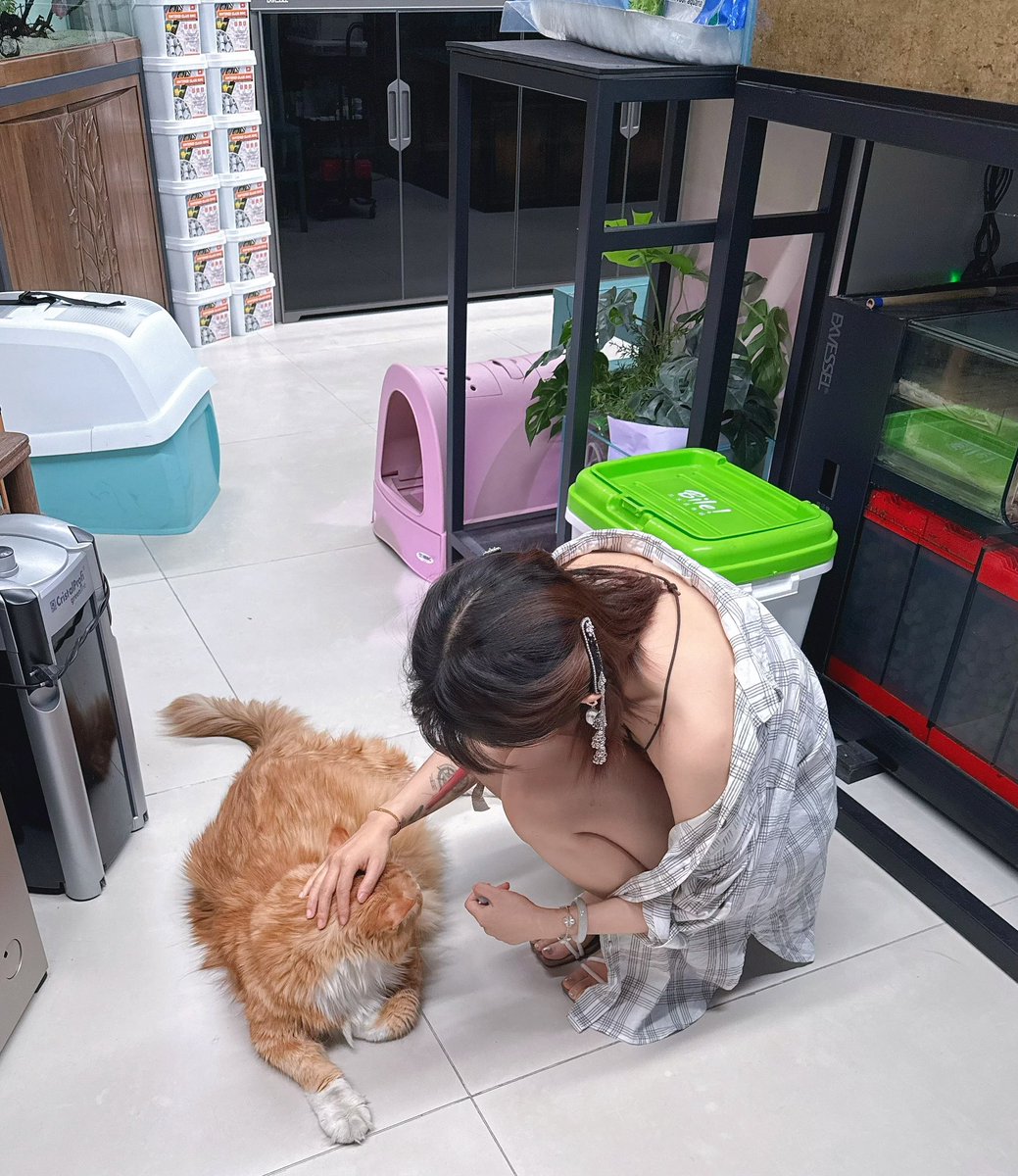 好大的一直小猫咪