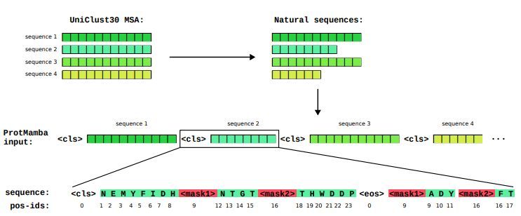 jsantoyo's tweet photo. ProtMamba: a homology-aware but alignment-free protein state space model. #ProteinSequences #HomologousProteins #ProteinLanguageModel #ProteinFitnessPrediction #ProteinDesign #Bioinformatics #Genomics
https://t.co/fpvQ3Jq06l https://t.co/7gFCTf48KD