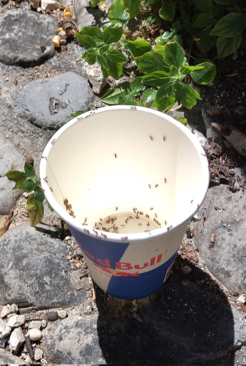 Develado el misterio... Encontré la razón de la existencia de las hormigas voladoras