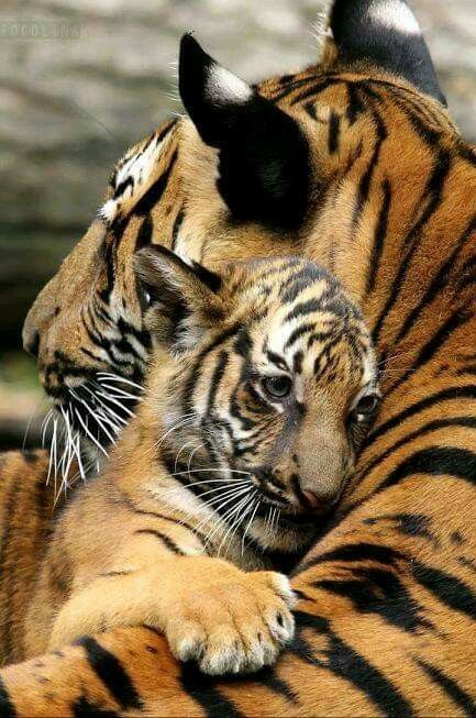 Embrace of a mother ❤️
#animallover #wildlifephotography