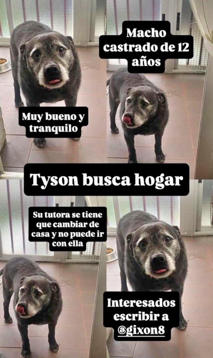 #Gipuzkoa
Contacto: WhatsApp al 618 57 47 54 Gurutz

#TYSON es un pequeño abuelito de 12 años que busca hogar. Su tutora tiene que mudarse de vivienda y no puede llevarlo con ella...

Tiene un carácter excelente, es muy bueno y tranquilito.
Está castrado