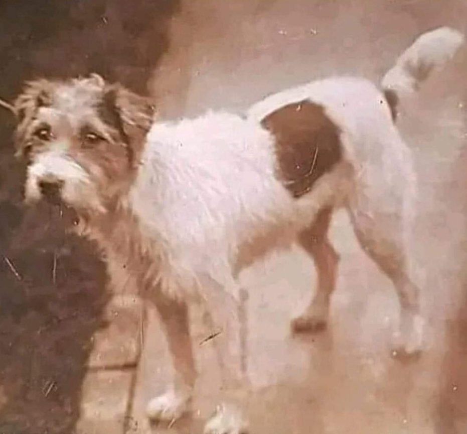 This dog's name was Gunner. My uncle brought him back from WW2. He was raised and slept under my uncle's anti- aircraft gun. The gun crew shared their
rations to feed him. By the time he was 18 months old, my uncle said he would stand up and look at the sky. If he laid back down