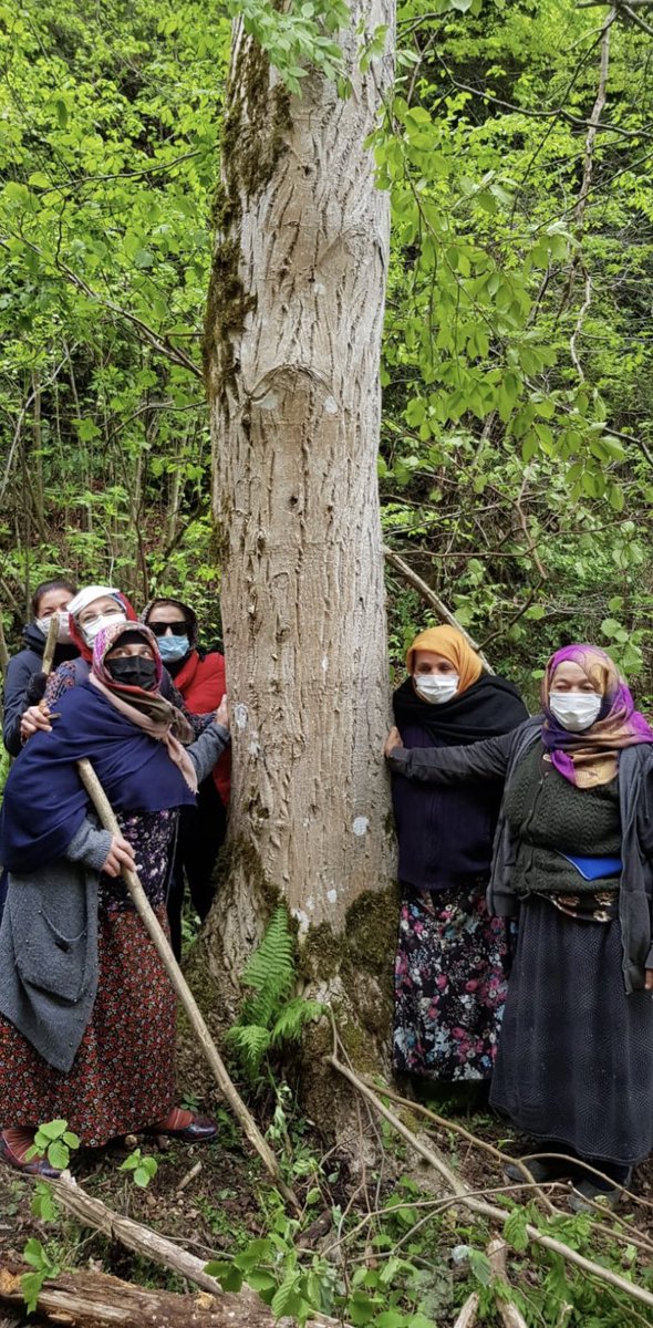 Zeytinlik, mera ve ormanlık alanları tehdit eden torba yasa teklifi ilgili komisyondan geçti. 
…
Asıl dertleri kalitesiz linyit kömürü, çok kâr getiren altın madenleri ve çıkarıp satabildikleri her şeyi “stratejik maden” kılıfına sokup, mahkeme ve ÇED’le uğraşmadan satabilmek.