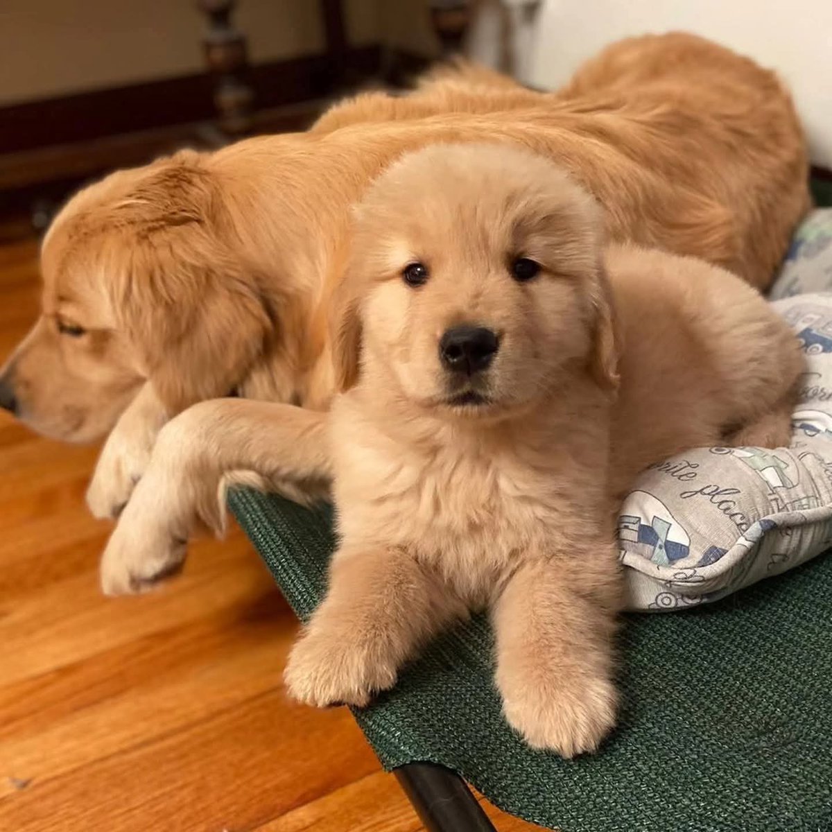 puppies pupes (@pupespuppies) on Twitter photo 