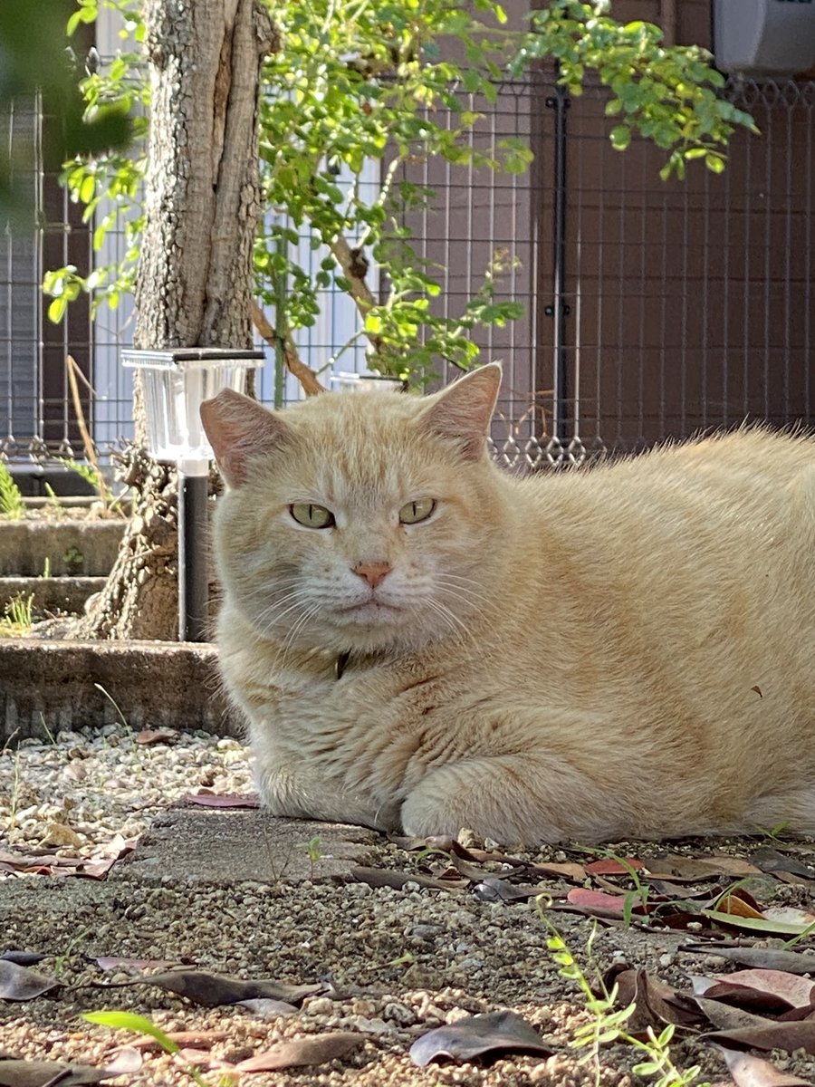 30歳なりました🐈