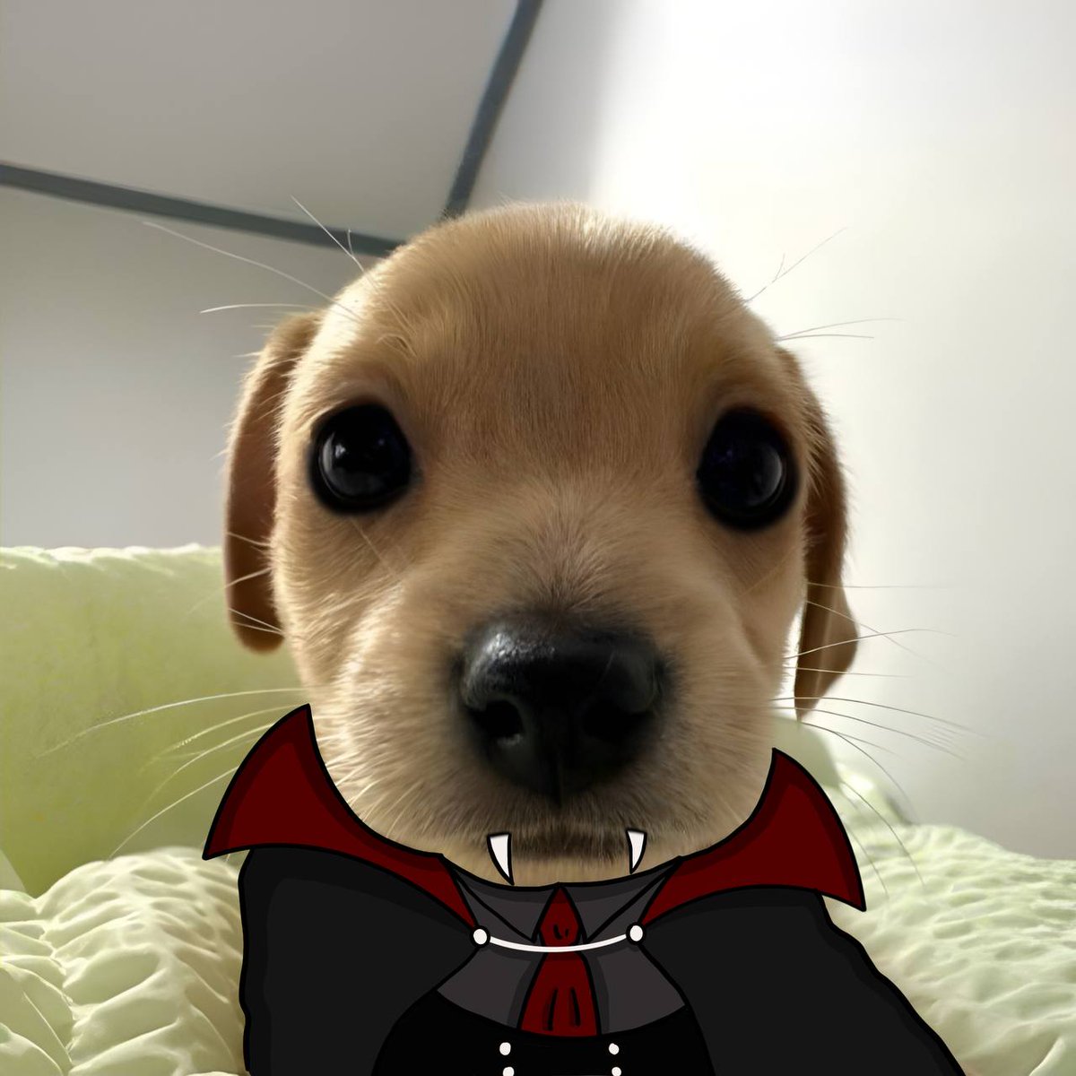 i luv halloween szn! i am ready! word on ct is there is blood?