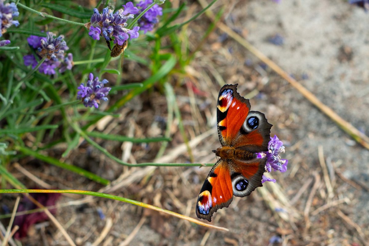 Butterflies Galore
