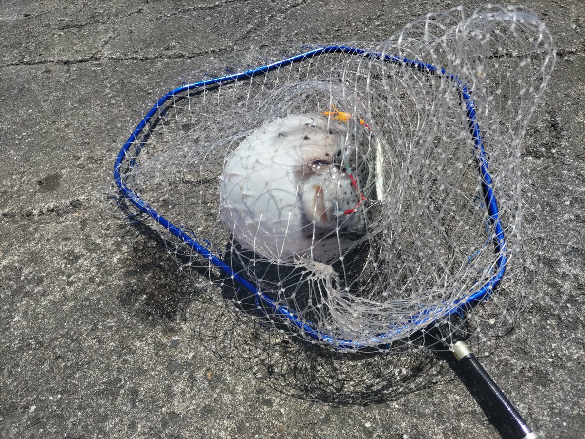 初アゼリアで式根島船旅してきた

ベタ凪で神子元もクッキリ

えっ？釣り？　

激流のジクのフォールでこんなの釣ることですか？

フカセは、ダツと2枚潮避けて沈めたら、呑まれて腱鞘炎で竿起こせず、ハリス4号3発飛ばされ、木っ端のみで完敗です😢