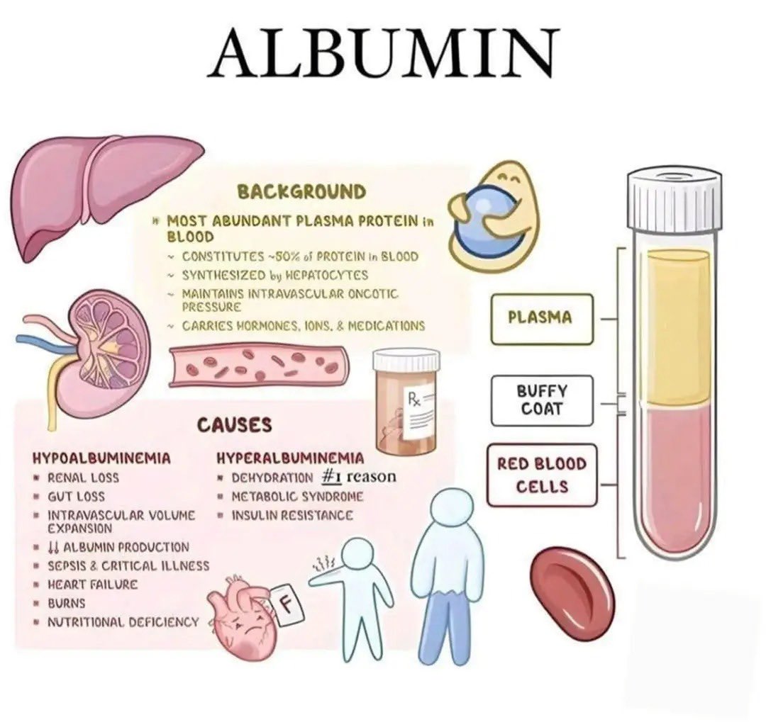 Albumin 💦 

🕊️🕊️🕊️