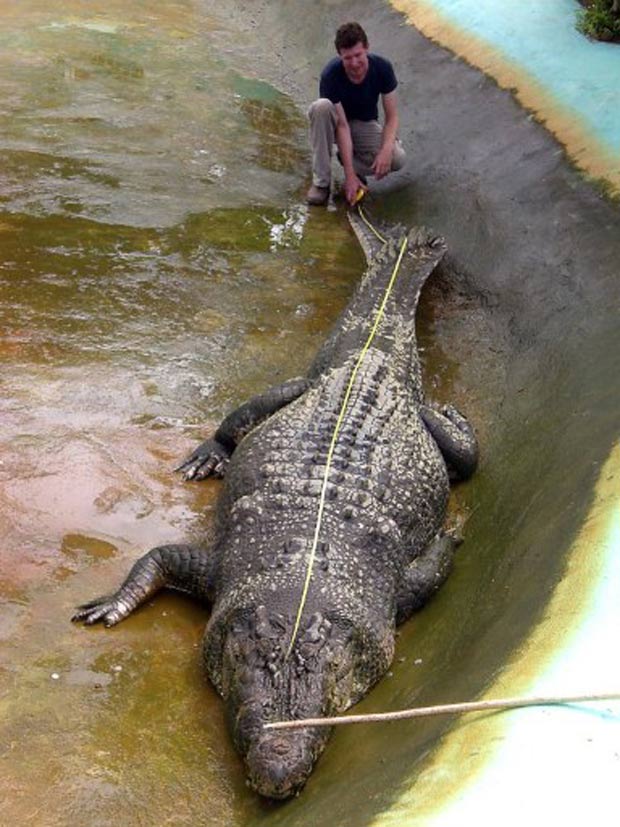 vyvfilipinas's tweet photo. #Lolong #Cocodrilo #Mindanao #Filipinas
Lolong fue el cocodrilo de agua salada mas grande capturado y en cautividad. Capturado en 2011 en Bunawan, Mindanao. Longitud de 6,17m.y un peso de mas de 1000 Kg. Falleciรณ en el aรฑo 2013 y se podรญa visitar en Bunawan Ecopark WRC. https://t.co/0syMfeZAd4