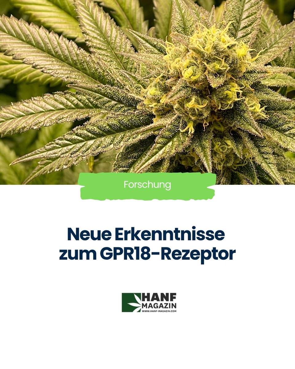 hanfmagazin's tweet image. GPR18 – ein unterschätzter Rezeptor mit Potenzial für Muskelschwund, Krebs & Herzkrankheiten 💡
CBD & THC wirken hier auch! 🌿
#GPR18 #Cannabinoidforschung #Muskeldystrophie #Herzgesundheit #Hanfmagazin #Cannabis
hnf.link/peQJ