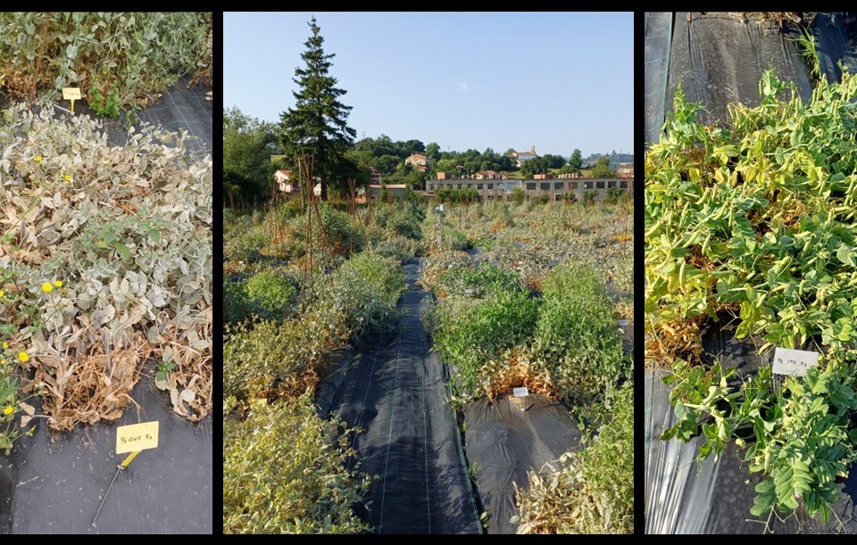 Harvesting of the #SeridaGV pea field trial in the #organic farming system has begun
250 lines from @JohnInnesCentreand 20 landraces 
There is a severe powdery mildew attack, but some lines were resistant
<a href="/LegumeHubEU/">Legume Hub</a>
#Phenotyping ongoing
#legumebreeding
<a href="/HorizonEU/">Horizon Europe 🇪🇺</a>