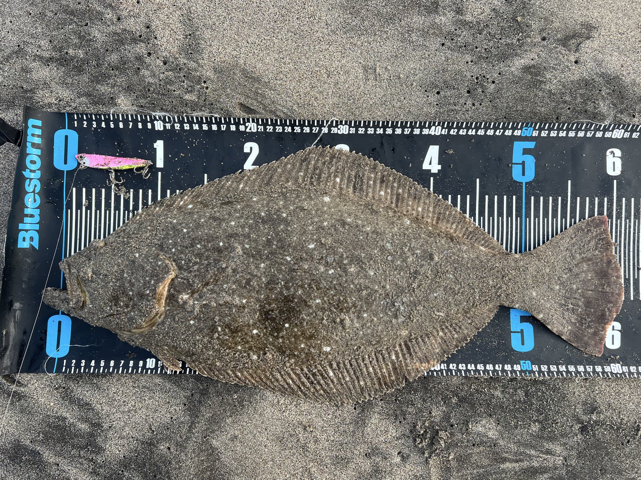 ヒラメ - Search / X