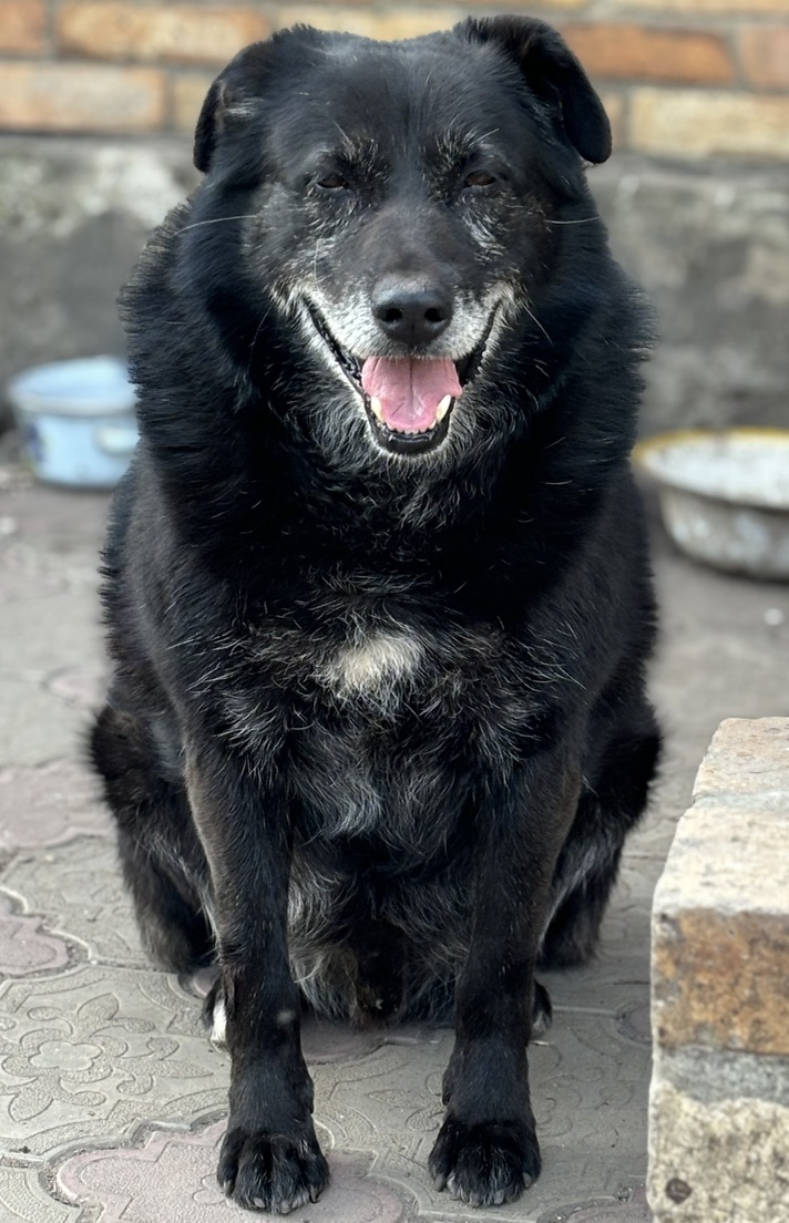 ✙ Шевченко tweet media