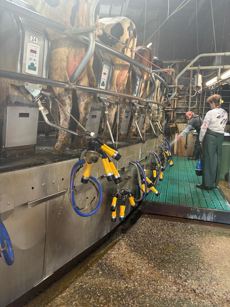 Gisela &amp; James zu Besuch in Lettland bei Andris  🇱🇻

Er hat seit sieben Jahren schon das ADF-System in seinem 80er-Melkkarussell im Einsatz, und es läuft immer noch einwandfrei 💪 Seit dem Einbau sind seine Zellzahlen deutlich gesunken 🐄📉