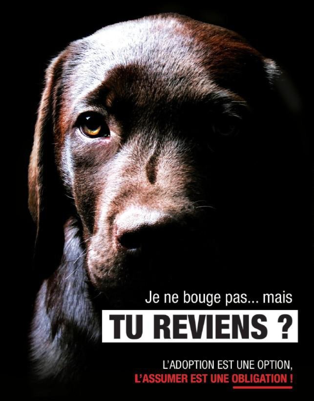 LeTempleDuCatch's tweet photo. Rien à voir avec du catch, mais c'est une cause qui me tient à coeur. Et nous sommes en pleine période. Chaque année, des milliers d’animaux sont abandonnés lors des périodes des vacances notamment, laissés à la rue, au bord des routes, ou dans des refuges surpeuplés, par ceux qui les ont un jour promis de les aimer. Ces êtres sensibles, fidèles, ne comprennent pas pourquoi on les rejette. Abandonner un animal, c’est trahir une confiance, ignorer une vie qui dépend de nous. C’est un acte de lâcheté. Un animal n’est pas un objet, mais un compagnon. Si vous ne pouvez pas assumer cette responsabilité, ne prenez pas d’animal. Ils méritent mieux que votre indifférence.