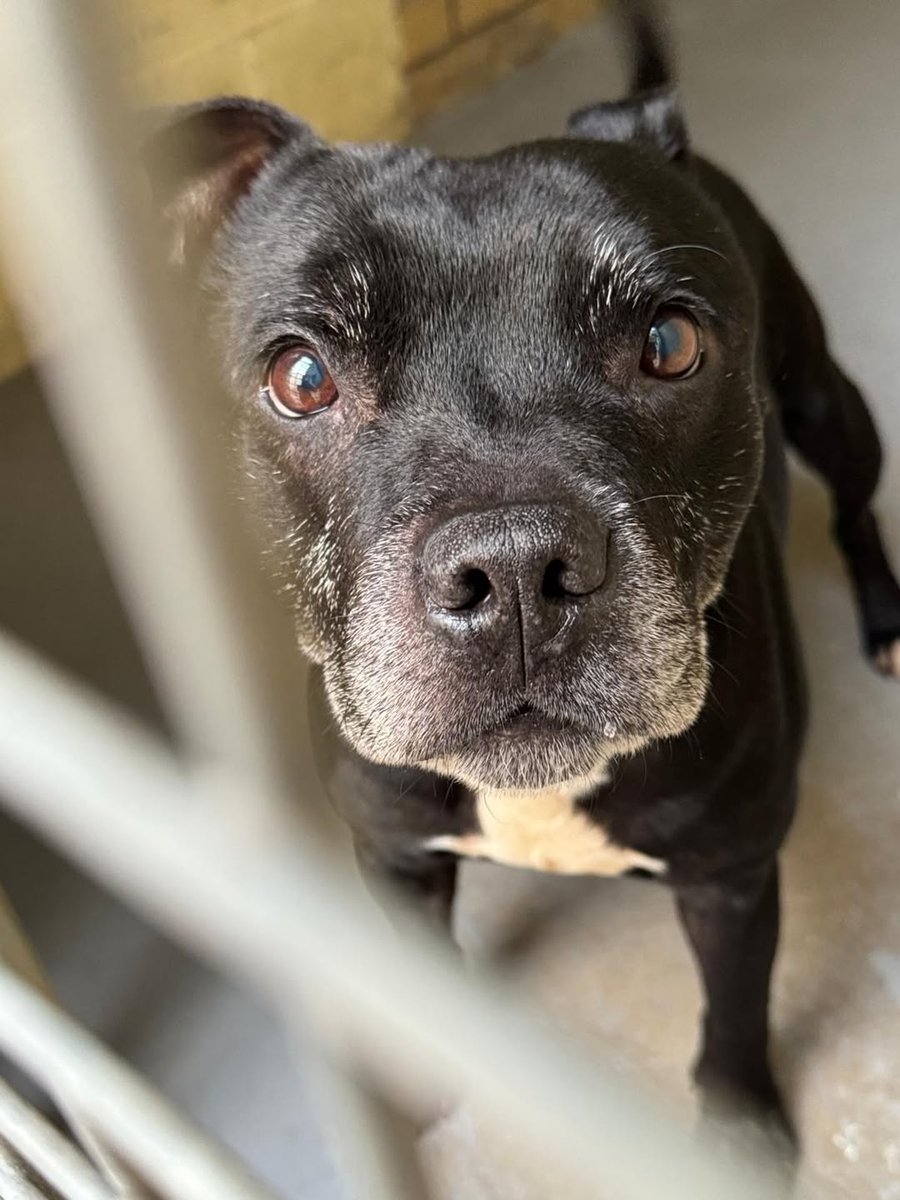 Please retweet to help Alan find a foster or forever home #YORKSHIRE #UK  
Available for adoption, registered British Charity✅
Not a single application for poor Alan 💔💔💔
We're sure there must be someone out there for this poor old boy, who desperately deserves a home...?