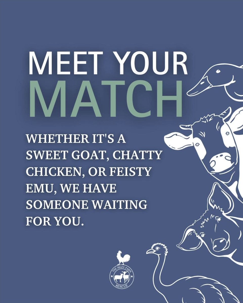 RileyFarmRescue's tweet image. Have you ever dreamed of making a real difference? 🐷🐔🐐 We're thrilled to share an opportunity that can turn that dream into reality. By sponsoring an animal at TRFR, you're not just supporting a cause - you're transforming a life.
Visit patreon.com/therileyfarmre… to sponsor