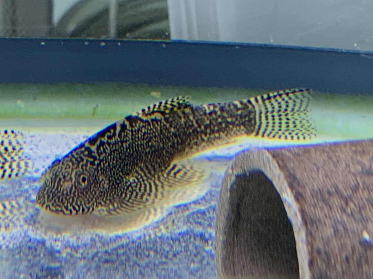 チャイナバタフライプレコ8cm入荷しました
MAX?
めっちゃ存在感があります　
#チャイナバタフライプレコ
#プレコ