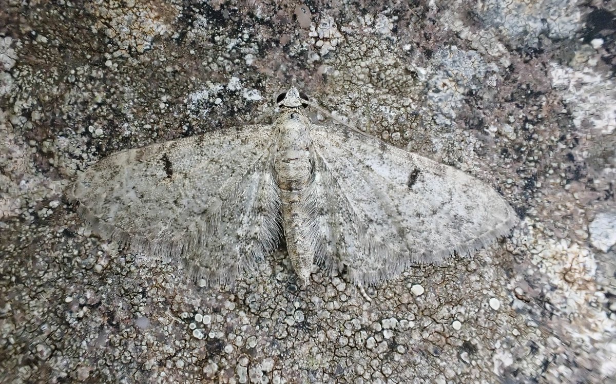 A few other nice moths from the Black Mountains: Small Argent and Sable, Light Knotgrass and the very local Thyme Pug; the food plant of the latter is common on the 'Silurian slope':