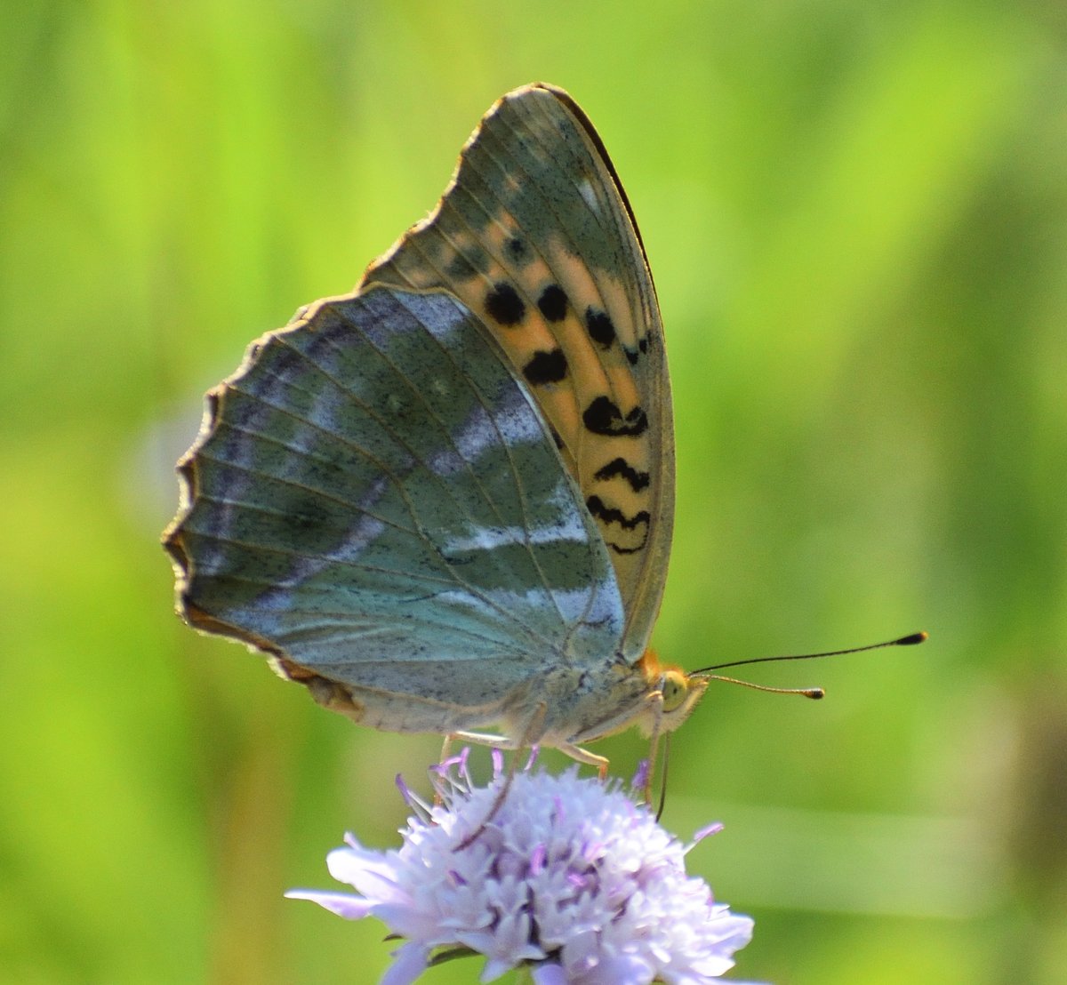 Begonya Torres (@begonyatorres) on Twitter photo Ahir vaig anar al "Dia de papallones" a Celrà. Petit enfilall amb algunes de les fotos que vaig fer.
Papallona reina (Papilio machaon), reina zebrada (Iphiclides podalirius), bruixa (Brintesia circe) i argentada comuna (Argynnis paphia).
<a href="/galanthusnatura/">Galanthus Natura</a> <a href="/catalanbms/">Catalan Butterfly Monitoring Scheme - CBMS</a>
1/3 👇 Ahir vaig anar al "Dia de papallones" a Celrà. Petit enfilall amb algunes de les fotos que vaig fer.
Papallona reina (Papilio machaon), reina zebrada (Iphiclides podalirius), bruixa (Brintesia circe) i argentada comuna (Argynnis paphia).
<a href="/galanthusnatura/">Galanthus Natura</a> <a href="/catalanbms/">Catalan Butterfly Monitoring Scheme - CBMS</a>
1/3 👇