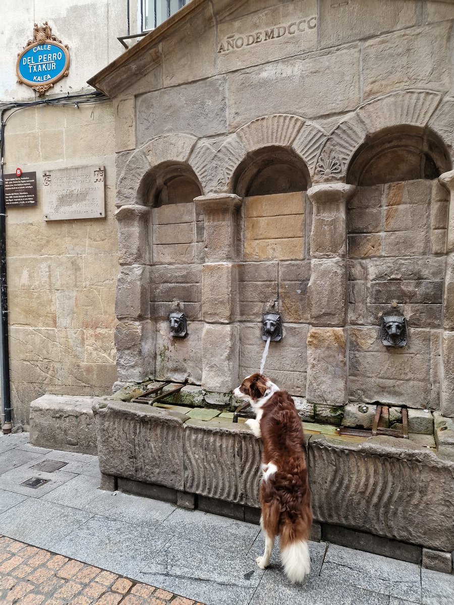 iparatx's tweet photo. Invertir en valor 

Hoy caemos con proverbial chovinismo en nuestro querido #Botxo

Siempre es una gozada pasear por los márgenes de la Ría, visitar el #MercadoDeLasFlores, charlar con los numismáticos y terminar en las #SieteCalles del Casco Viejo

#Freyja #BorderCollie #Bilbao https://t.co/i9yJKdUQHD