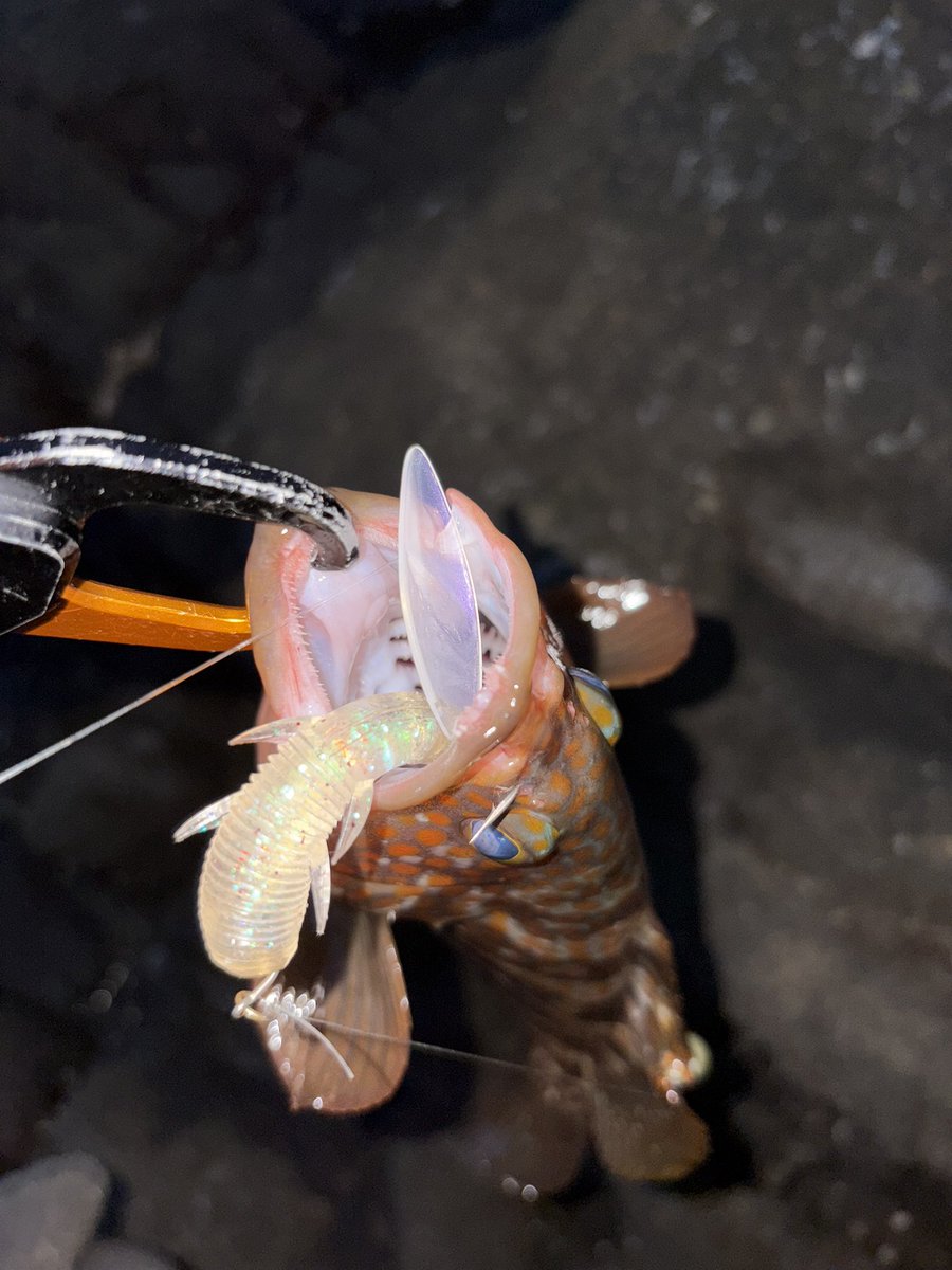 fish_kumagai's tweet photo. マダイ釣りに日本海へ!
朝一からイワシが凄く、小型のキジハタは数釣れたのでマダイ狙いにシフト!
着底後巻いていると強いバイトからの強烈な引きにマダイと確信!
散々ドラグ出されて上がってきたのが60ぴったりのマダイ!
他2枚追加して終了でした笑
#APIA #STRETCHFOUR #S88MH #PR https://t.co/mLZQ0HBNza