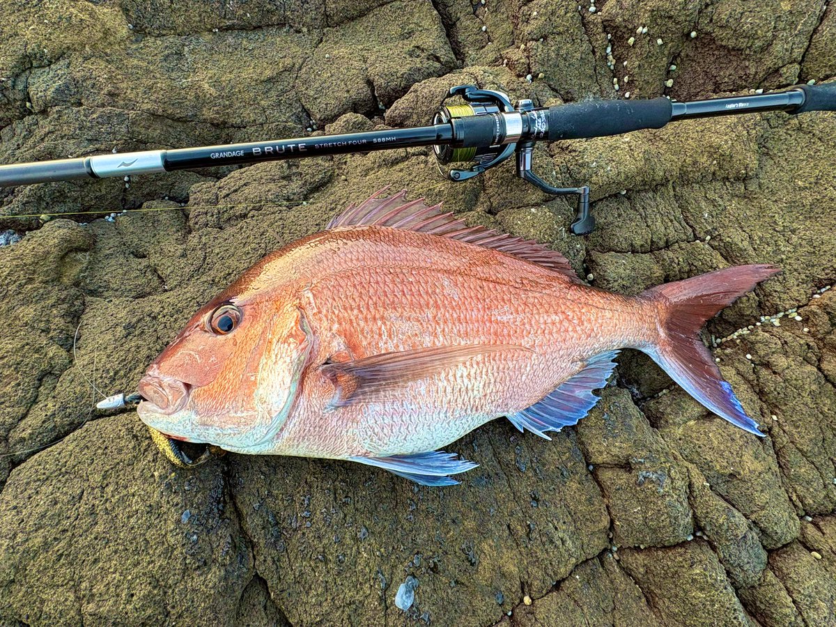 fish_kumagai's tweet photo. マダイ釣りに日本海へ!
朝一からイワシが凄く、小型のキジハタは数釣れたのでマダイ狙いにシフト!
着底後巻いていると強いバイトからの強烈な引きにマダイと確信!
散々ドラグ出されて上がってきたのが60ぴったりのマダイ!
他2枚追加して終了でした笑
#APIA #STRETCHFOUR #S88MH #PR https://t.co/mLZQ0HBNza